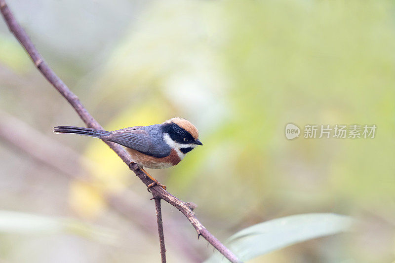 山雀:成年黑喉山雀(Aegithalos concinnus)，又称黑喉山雀。